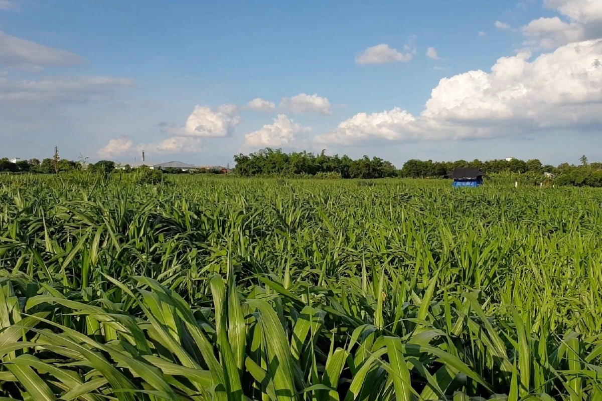 เกษตรกรรวมกลุ่มปลูกหญ้าขายสร้างรายได้นับล้านบาท