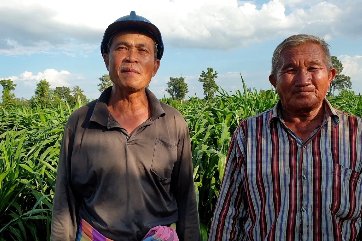 เกษตรกรรวมกลุ่มปลูกหญ้าขายสร้างรายได้นับล้านบาท