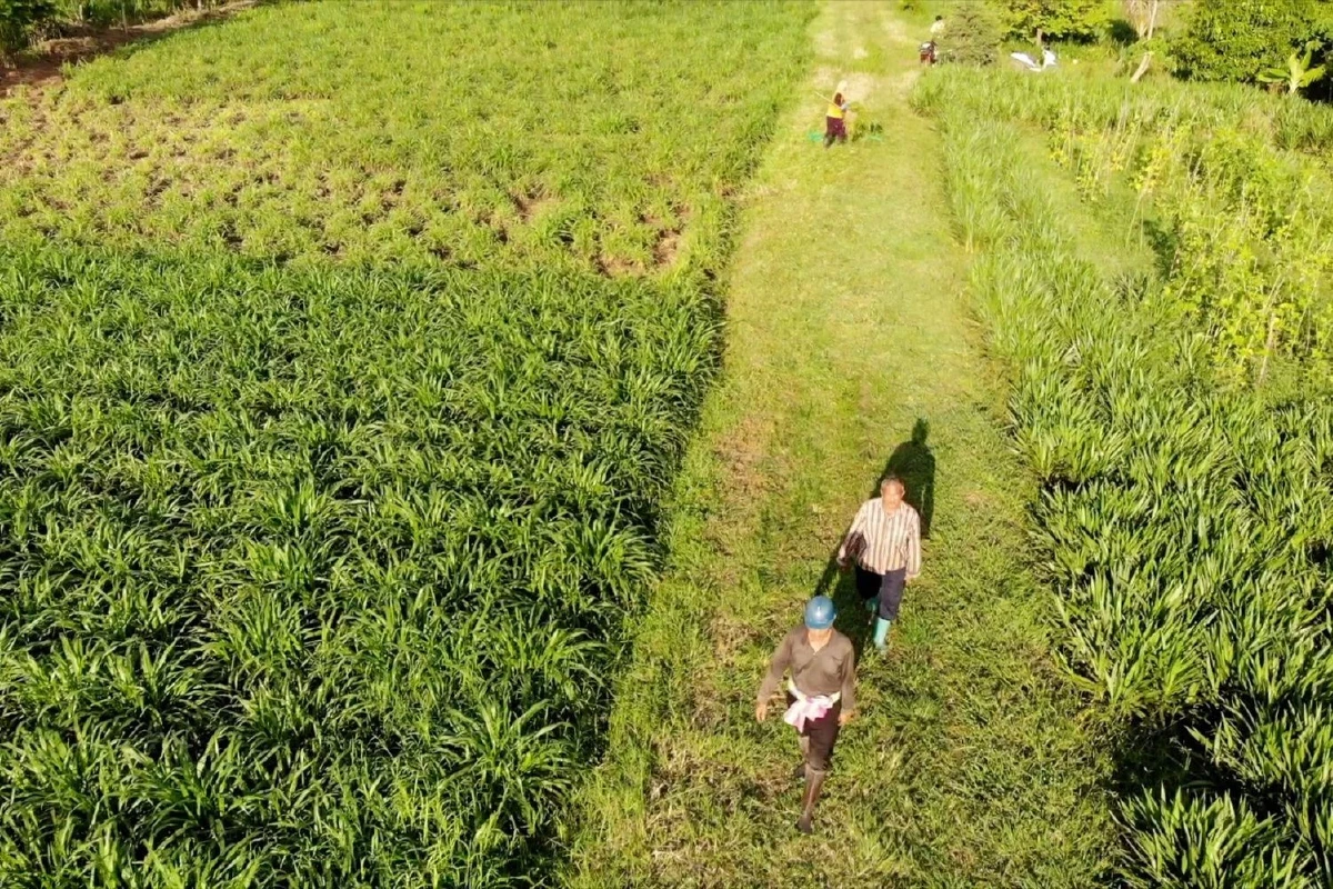 เกษตรกรรวมกลุ่มปลูกหญ้าขายสร้างรายได้นับล้านบาท