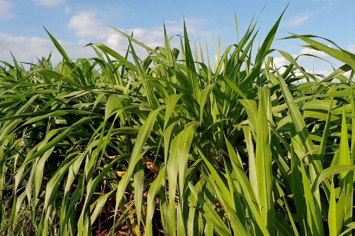 เกษตรกรรวมกลุ่มปลูกหญ้าขายสร้างรายได้นับล้านบาท