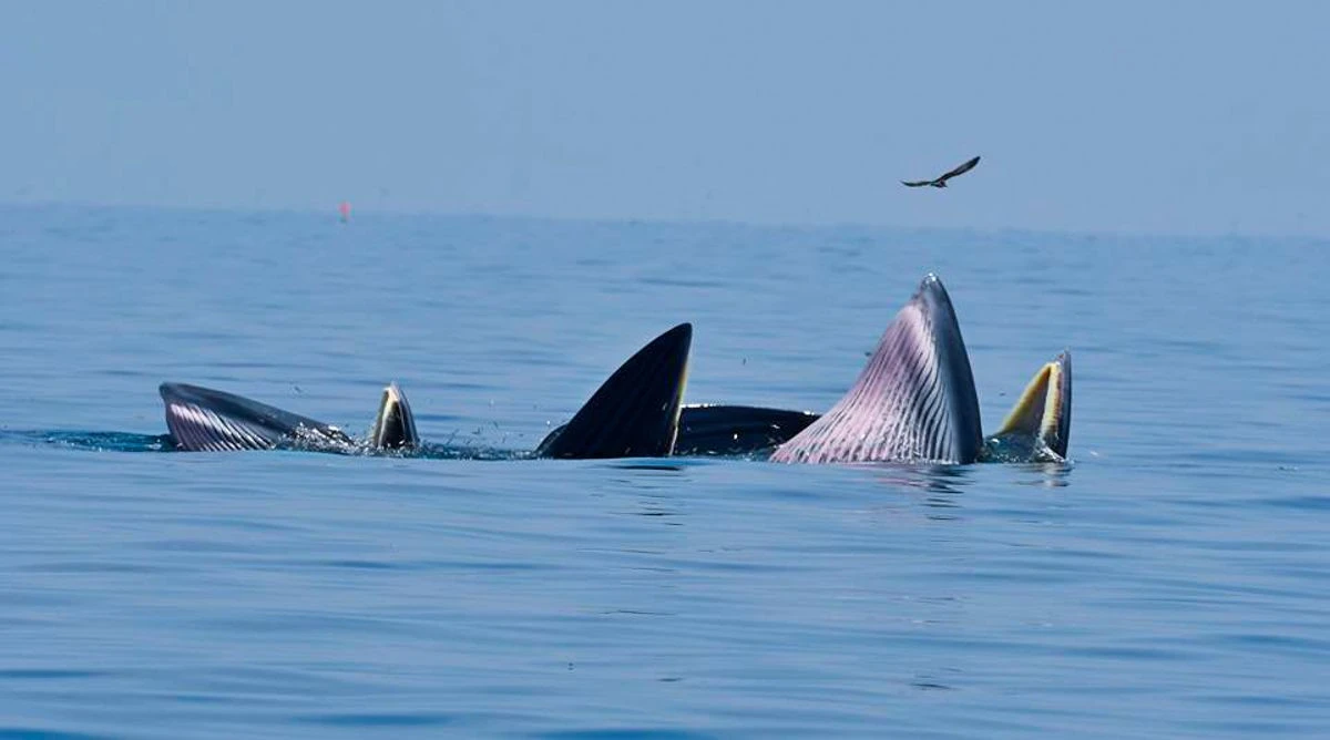 ชี้ขยะทะเลเป็นสาเหตุสำคัญทำให้วาฬบรูด้าป่วยจนตาย