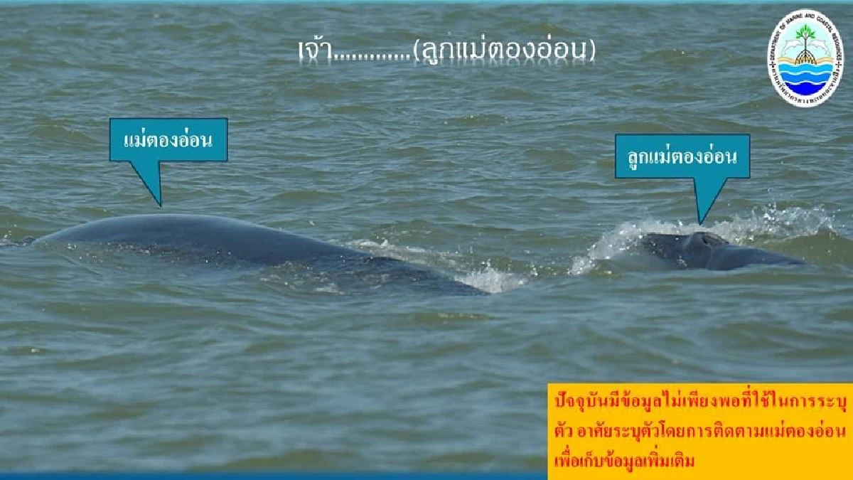 ชี้ขยะทะเลเป็นสาเหตุสำคัญทำให้วาฬบรูด้าป่วยจนตาย