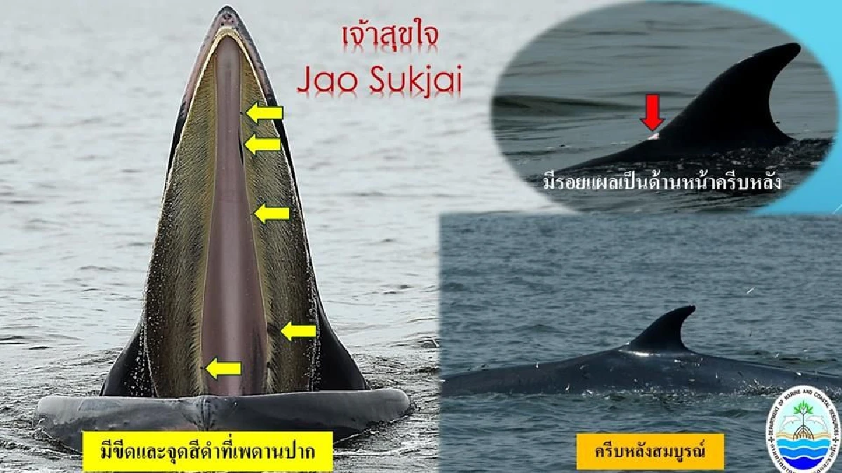 ชี้ขยะทะเลเป็นสาเหตุสำคัญทำให้วาฬบรูด้าป่วยจนตาย