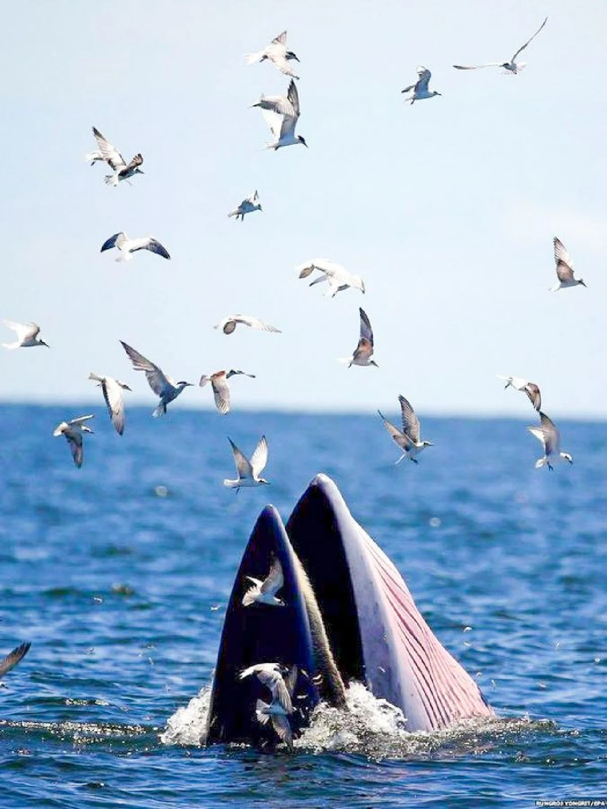 ชี้ขยะทะเลเป็นสาเหตุสำคัญทำให้วาฬบรูด้าป่วยจนตาย