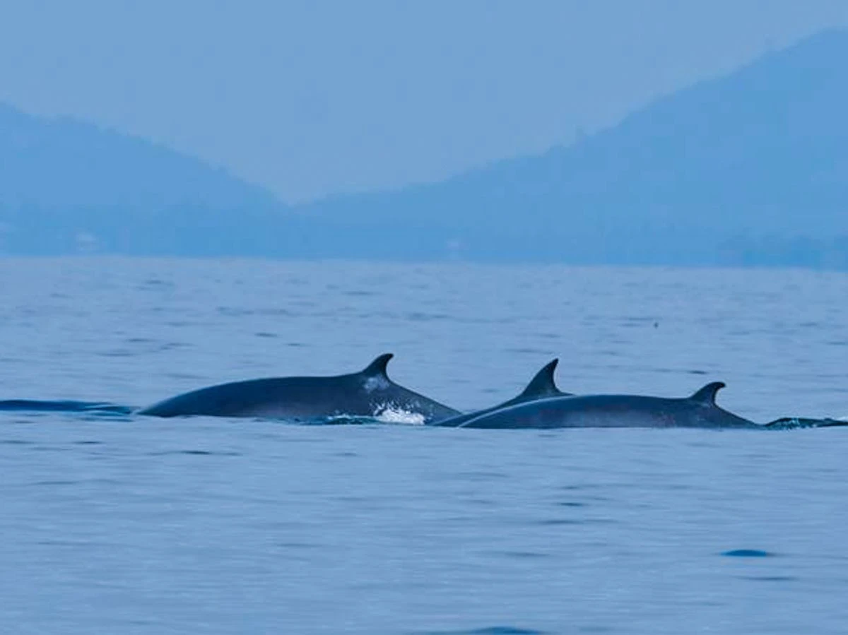 ชี้ขยะทะเลเป็นสาเหตุสำคัญทำให้วาฬบรูด้าป่วยจนตาย