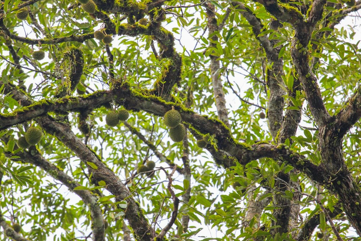 วธ.ประกาศ"ต้นทุเรียน-ตะเคียนทอง"อายุ 200 ปีเป็นรุกขมรดกของแผ่นดิน