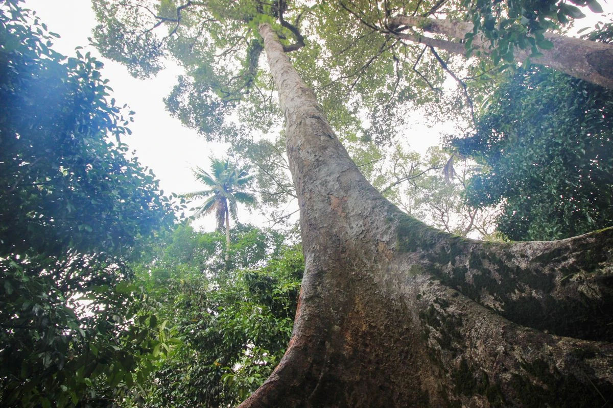 วธ.ประกาศ"ต้นทุเรียน-ตะเคียนทอง"อายุ 200 ปีเป็นรุกขมรดกของแผ่นดิน