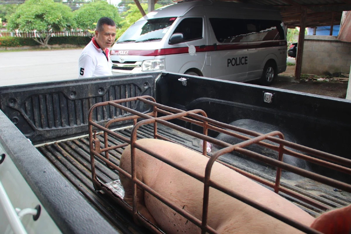 ตำรวจแพร่รวบ2โจรลักหมูรองสารวัตรสืบสวนสภ.วังชิ้น