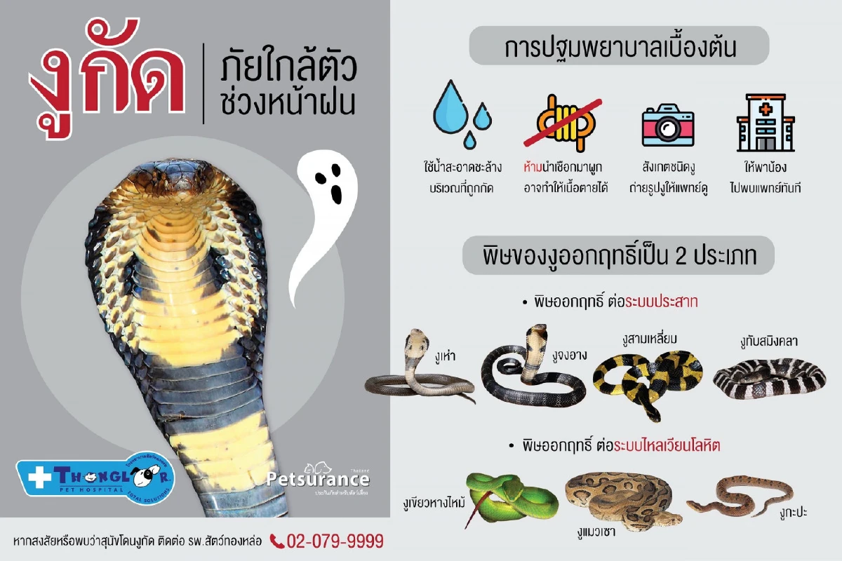 สัตว์เลี้ยงเสี่ยงภัยร้าย อันตรายจากสัตว์มีพิษช่วงหน้าฝน