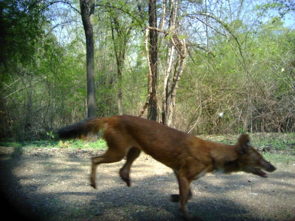 กล้องดักถ่ายในป่าสลักพระจับภาพสัตว์ป่าหายากได้นานาชนิด