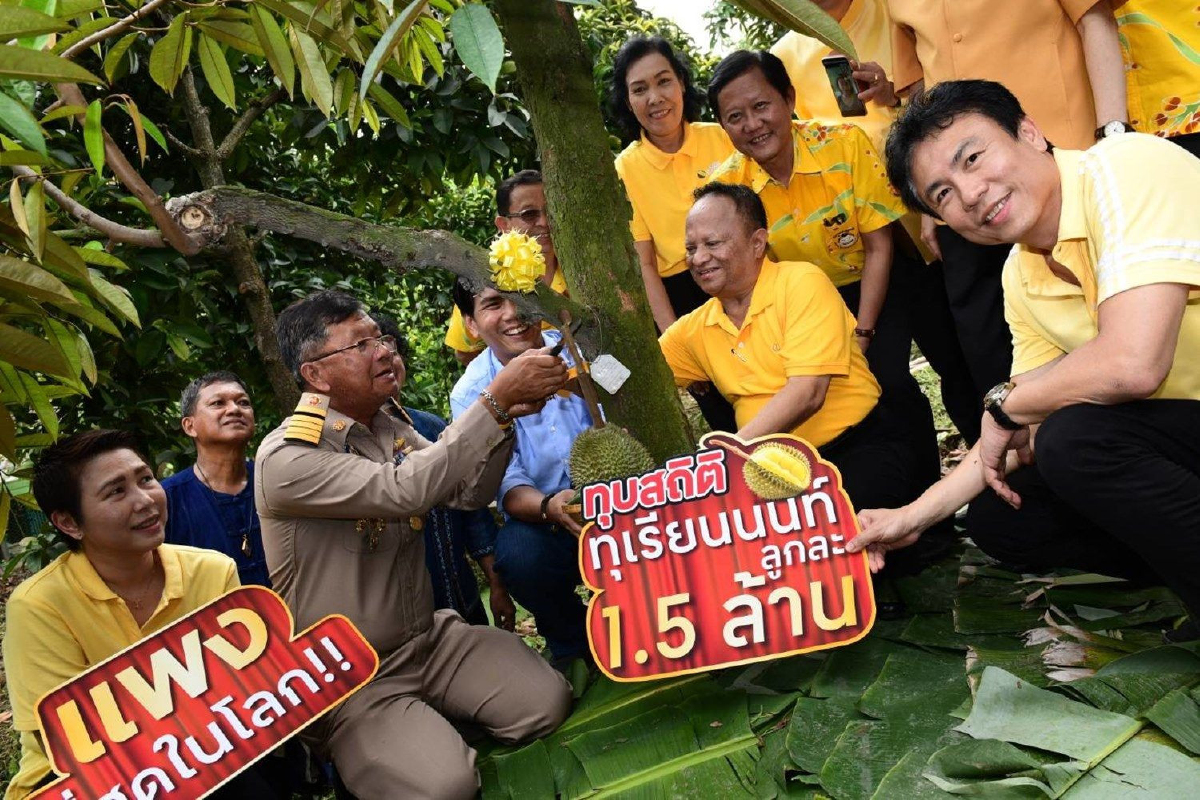 ตัดทุเรียนก้านยาวแพงสุดในโลกลูกละ 1.5 ล้านในสวนเมืองนนท์ ตัดทุเรียนก้านยาวแพงสุดในโลกลูกละ 1.5 ล้านในสวนเมืองนนท์