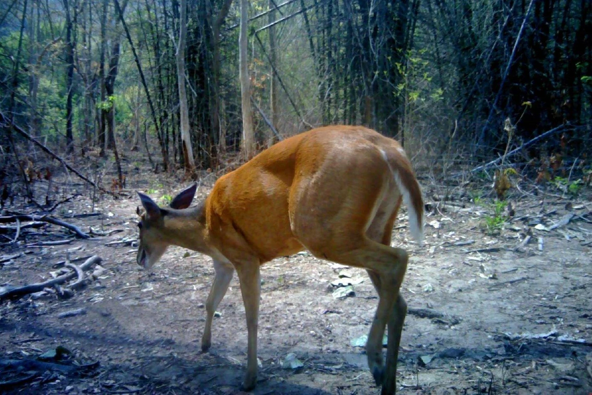 กล้องดักถ่ายในป่าสลักพระจับภาพสัตว์ป่าหายากได้นานาชนิด