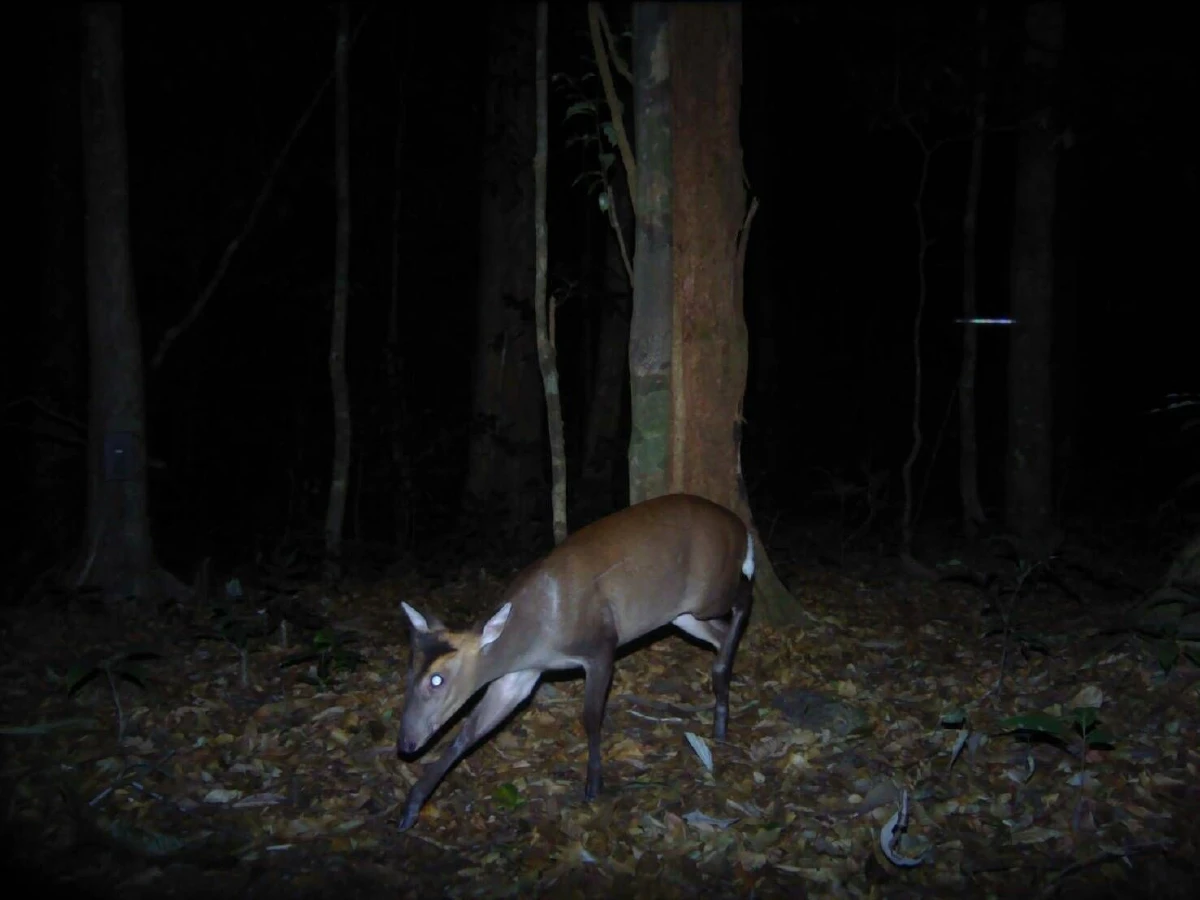 กล้องดักถ่ายในป่าสลักพระจับภาพสัตว์ป่าหายากได้นานาชนิด