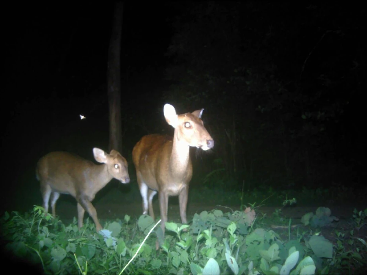 กล้องดักถ่ายในป่าสลักพระจับภาพสัตว์ป่าหายากได้นานาชนิด