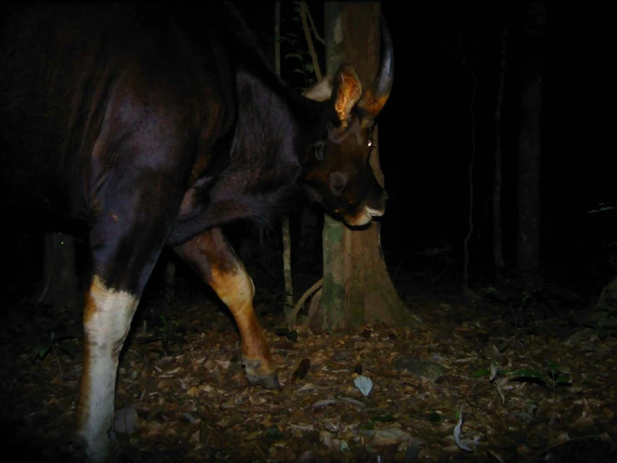 กล้องดักถ่ายในป่าสลักพระจับภาพสัตว์ป่าหายากได้นานาชนิด