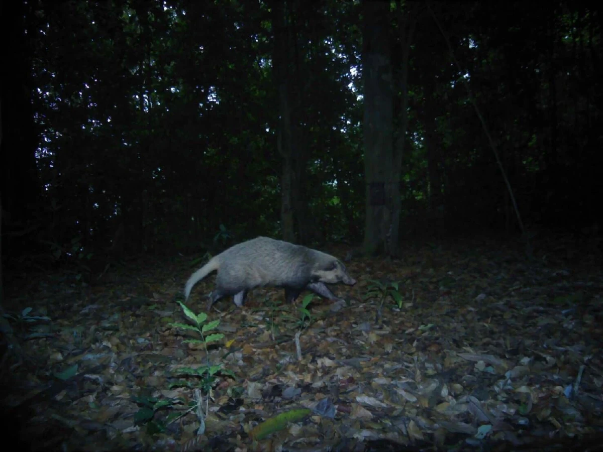 กล้องดักถ่ายในป่าสลักพระจับภาพสัตว์ป่าหายากได้นานาชนิด