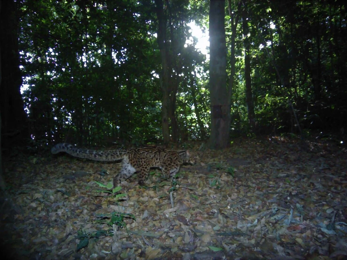 กล้องดักถ่ายในป่าสลักพระจับภาพสัตว์ป่าหายากได้นานาชนิด