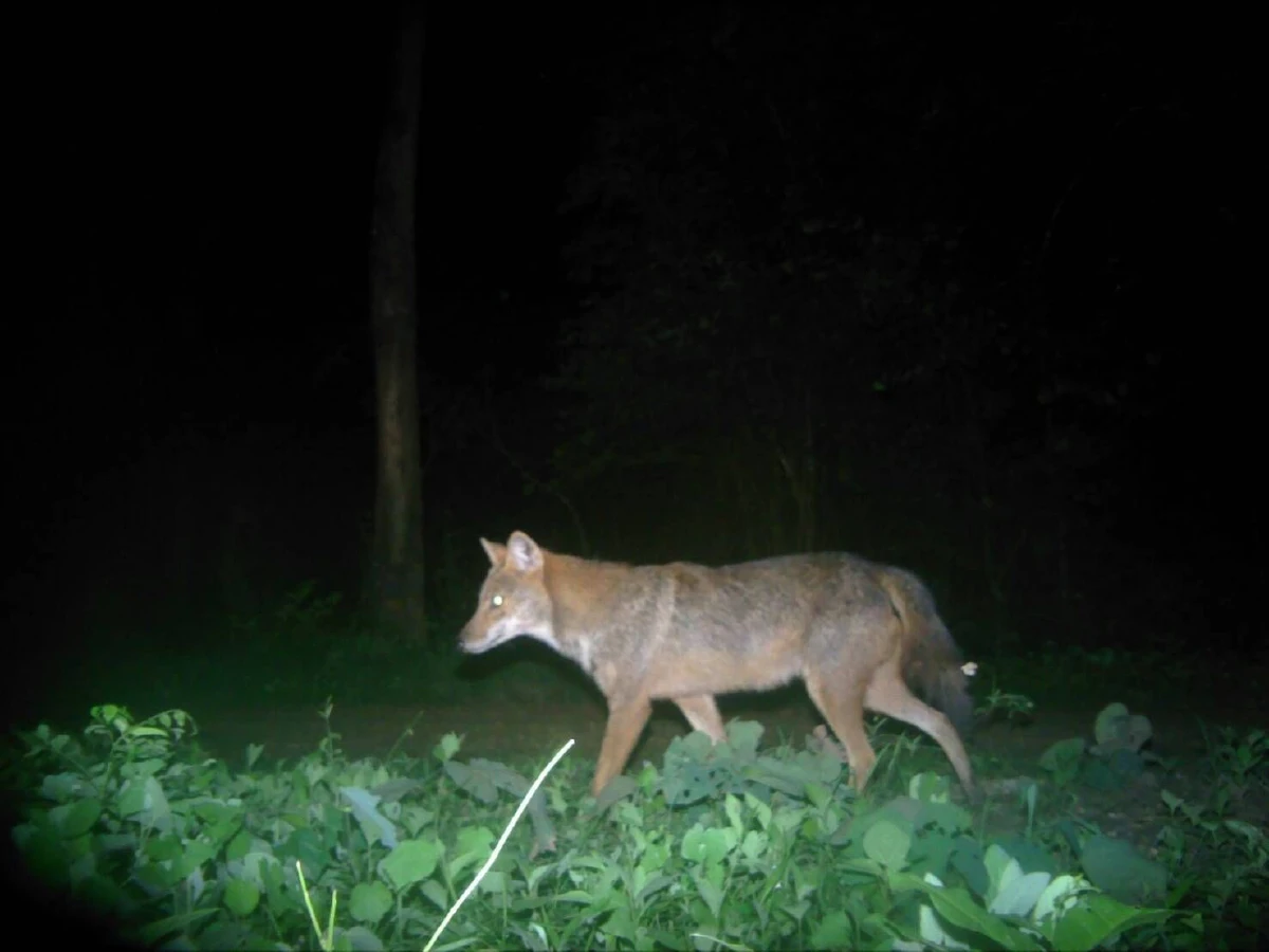 กล้องดักถ่ายในป่าสลักพระจับภาพสัตว์ป่าหายากได้นานาชนิด