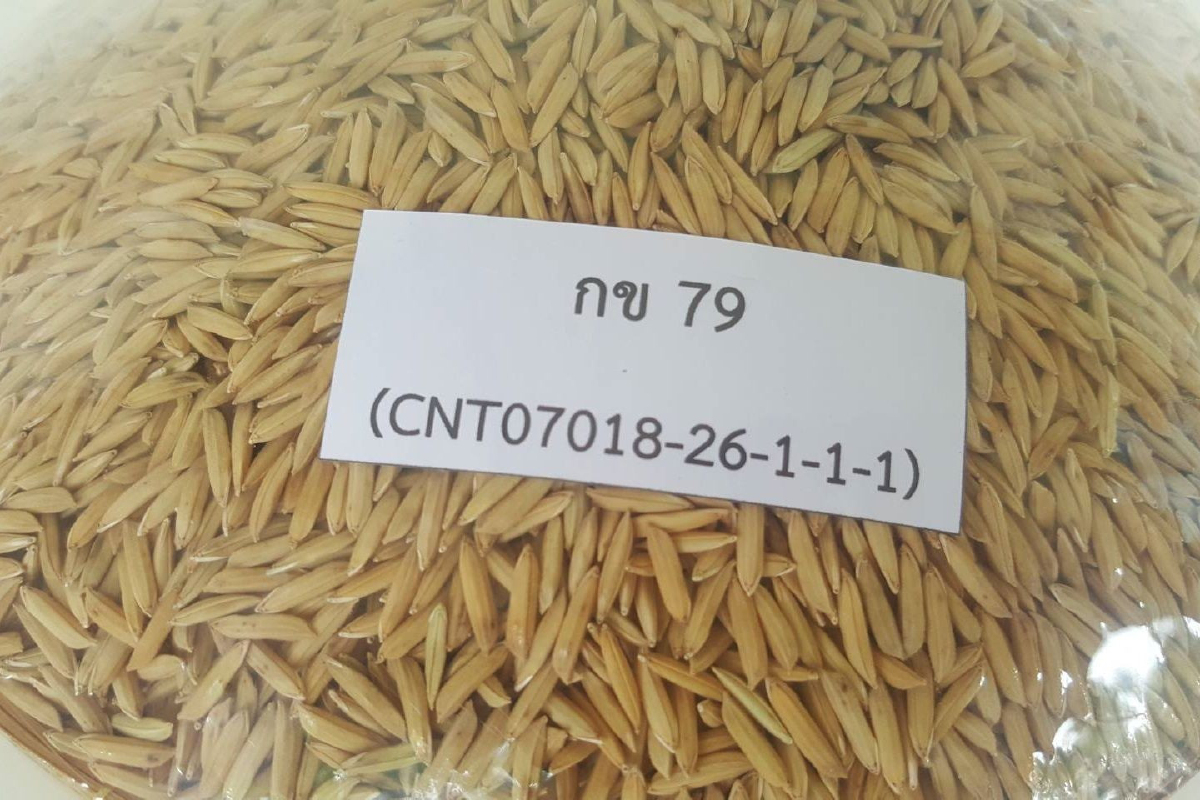 ส.ชาวนาไทยค้านคำสั่งแบนข้าวกข79ชี้นายทุนมีเอี่ยวอยู่เบื้องหลัง ส.ชาวนาไทยค้านคำสั่งแบนข้าวกข79ชี้นายทุนมีเอี่ยวอยู่เบื้องหลัง