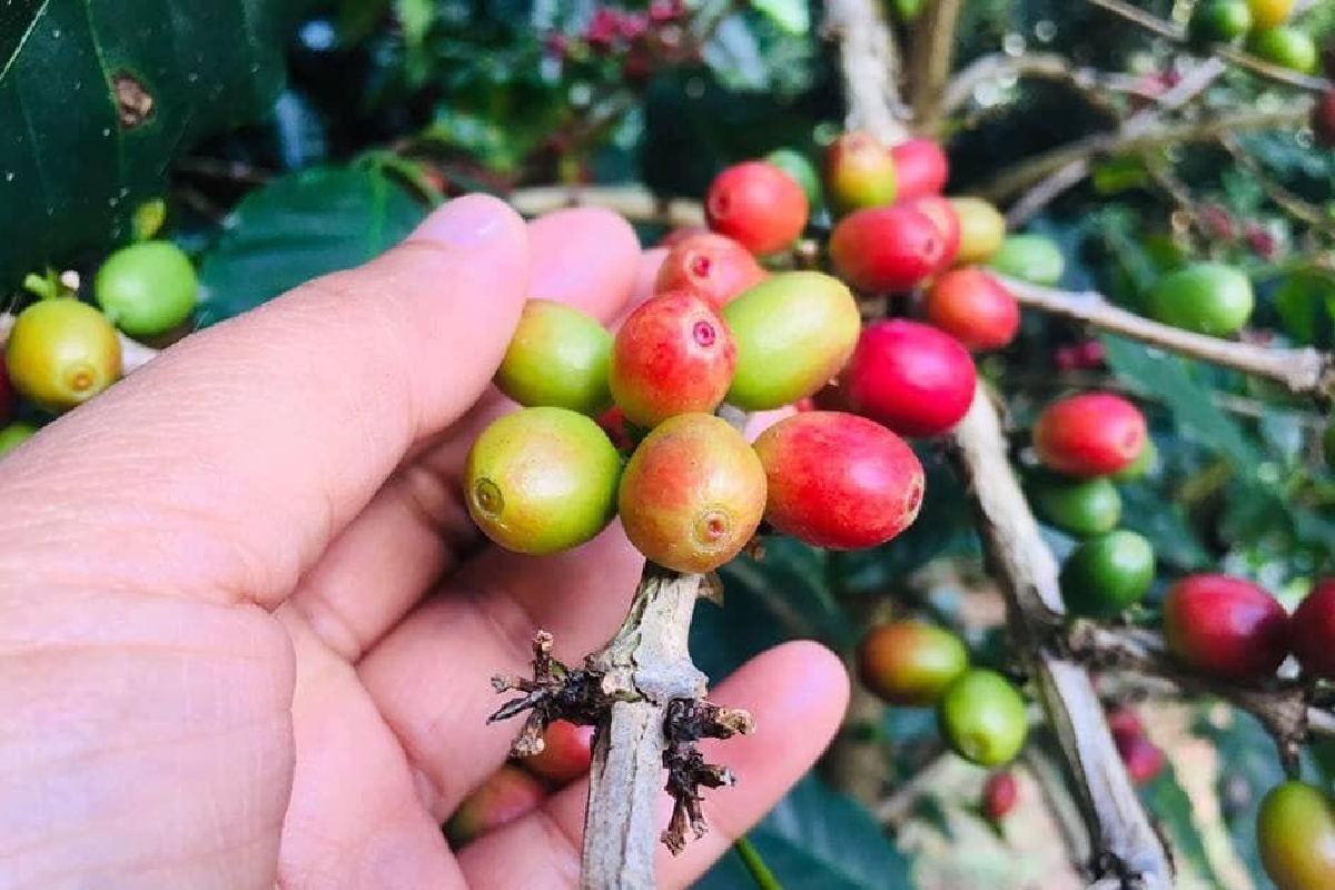 มาอีกแล้วศัตรูพืชตัวใหม่ล่าสุด “มอด”ระบาดหนักไร่กาแฟอะราบิกา ในเชียงราย มาอีกแล้วศัตรูพืชตัวใหม่ล่าสุด “มอด”ระบาดหนักไร่กาแฟอะราบิกา ในเชียงราย