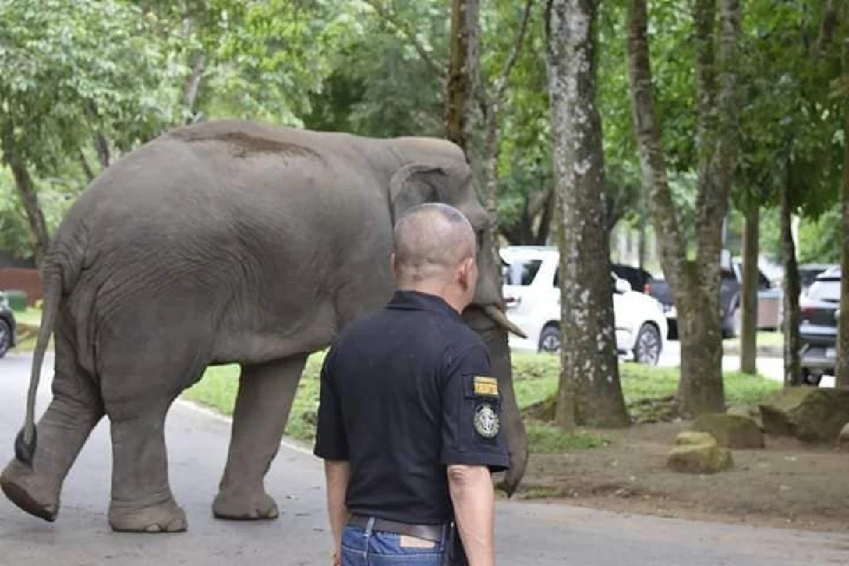 นักท่องเที่ยวแตกตื่น! ช้างป่าโผล่โชว์ตัวหน้าที่ทำการอุทยานเขาใหญ่