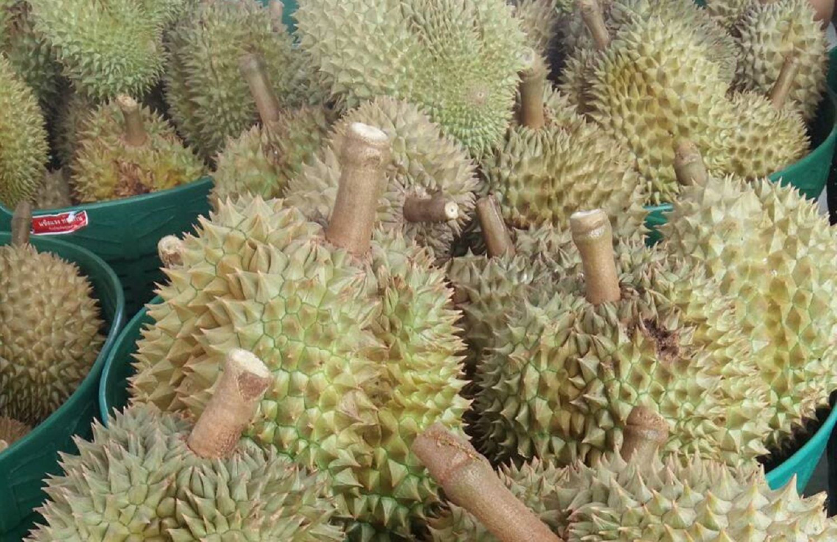 เปิดเส้นทางตลาดทุเรียนไทย พร้อมเสิร์ฟสาวก ทั้งไทย-เทศตลอดปี เปิดเส้นทางตลาดทุเรียนไทย พร้อมเสิร์ฟสาวก ทั้งไทย-เทศตลอดปี