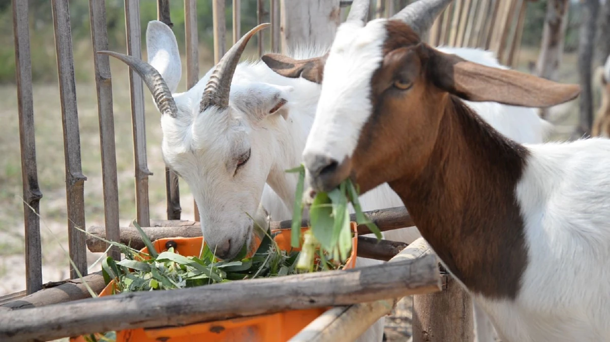 ถึงจะแล้งก็อยู่ได้ “กลุ่มเกษตรกรผู้เลี้ยงแพะบ้านคำวังยาง” พลิกวิกฤตผืนดินแห้งแล้งสู่การเลี้ยงแพะ