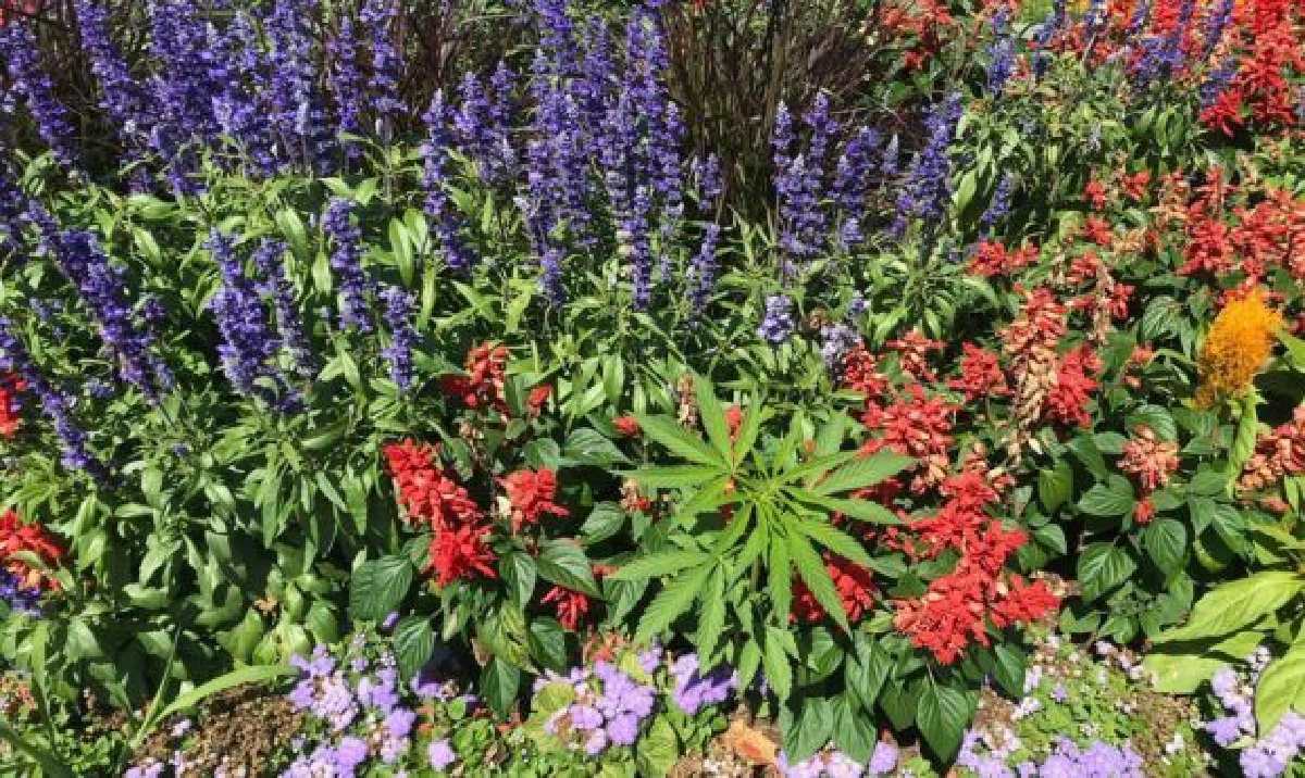 ต้นกัญชาโผล่ในแปลงดอกไม้สภารัฐเวอร์มอนต์