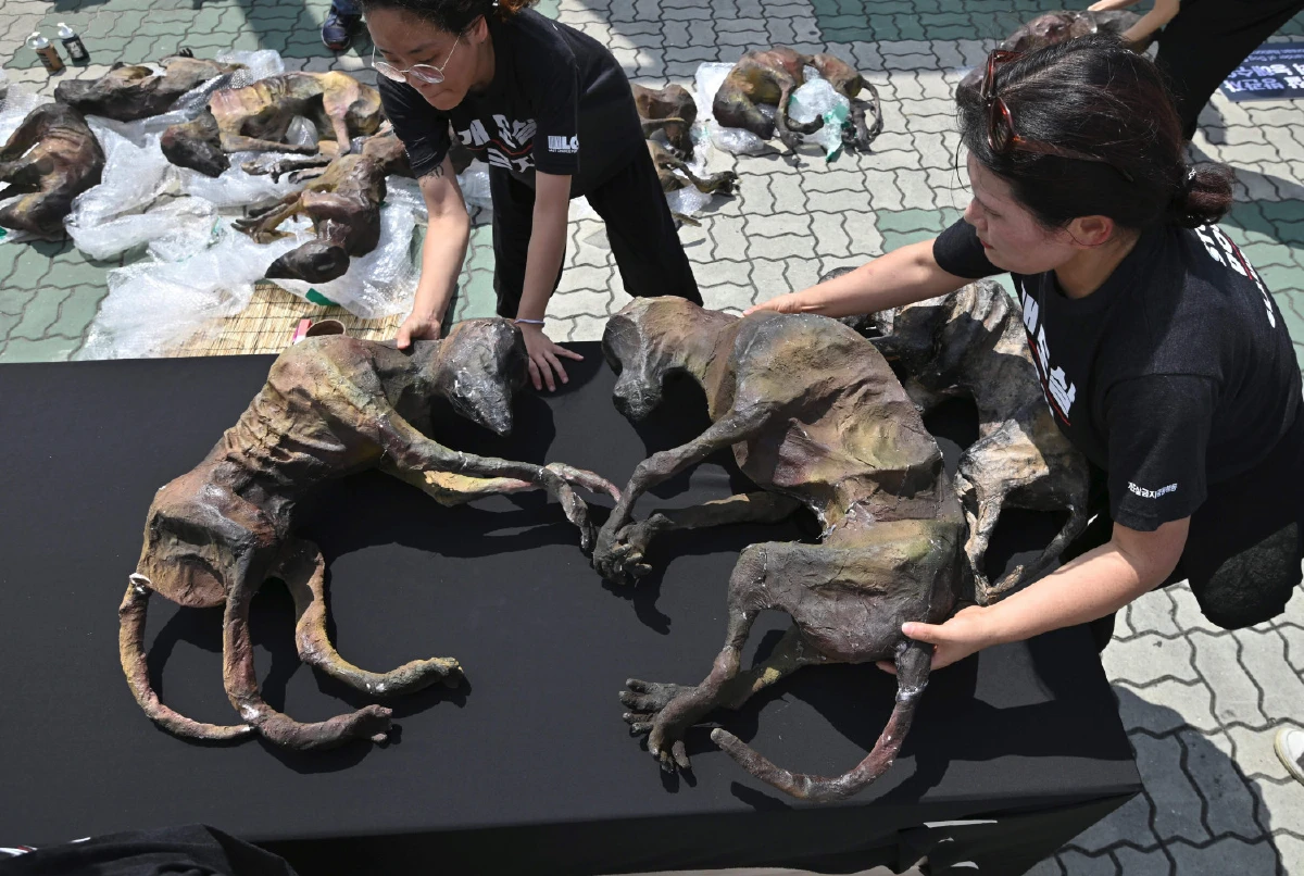 กินหมาท้าทาย เกาหลีใต้เย้ยกลุ่มประท้วงกินเนื้อสัตว์แสนรัก (ภาพชุด)