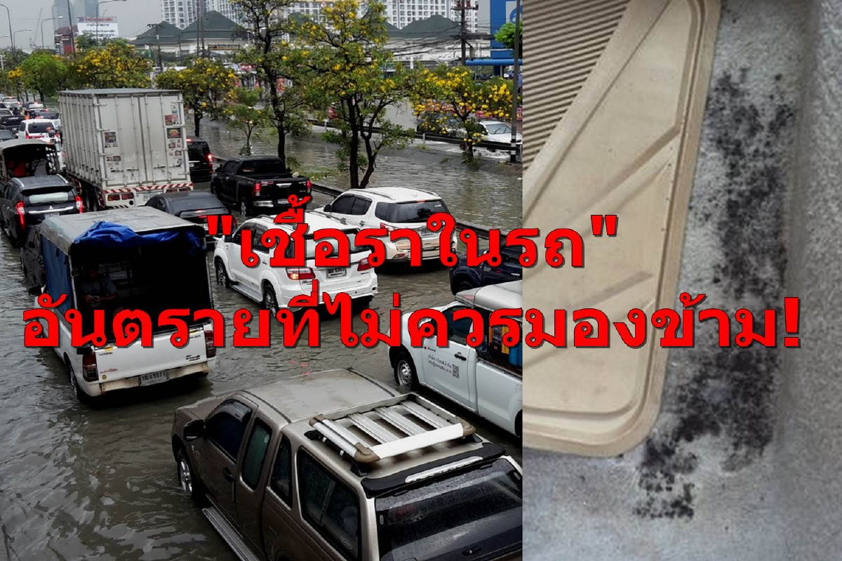 "เชื้อราในรถ" อันตรายที่ไม่ควรมองข้าม! ปล่อยไว้นานไม่ดีต่อสุขภาพแน่ "เชื้อราในรถ" อันตรายที่ไม่ควรมองข้าม! ปล่อยไว้นานไม่ดีต่อสุขภาพแน่