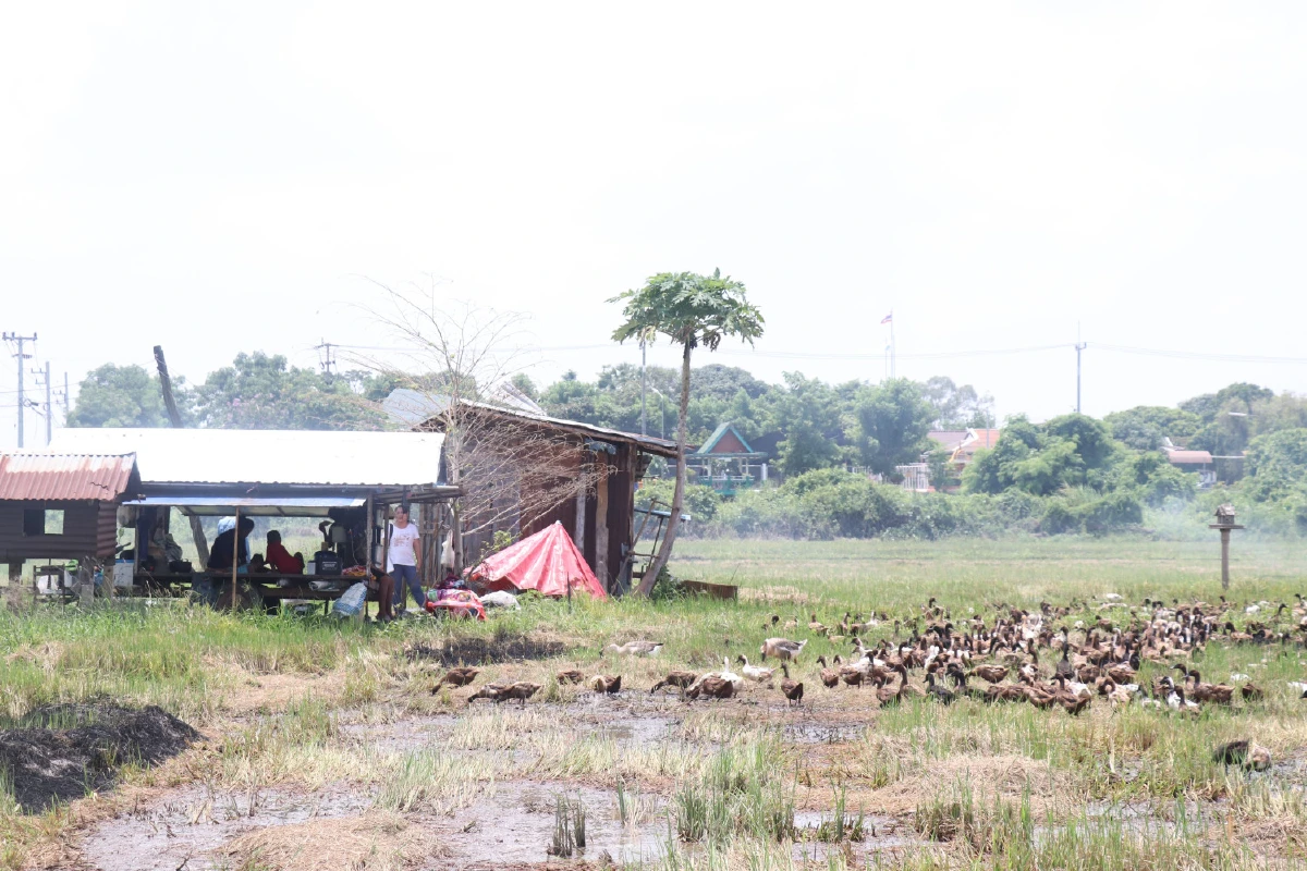 ภัยแล้งพ่นพิษ!เกษตรกรเลี้ยงเป็ดไล่ทุ่งเริ่มได้รับผลกระทบ