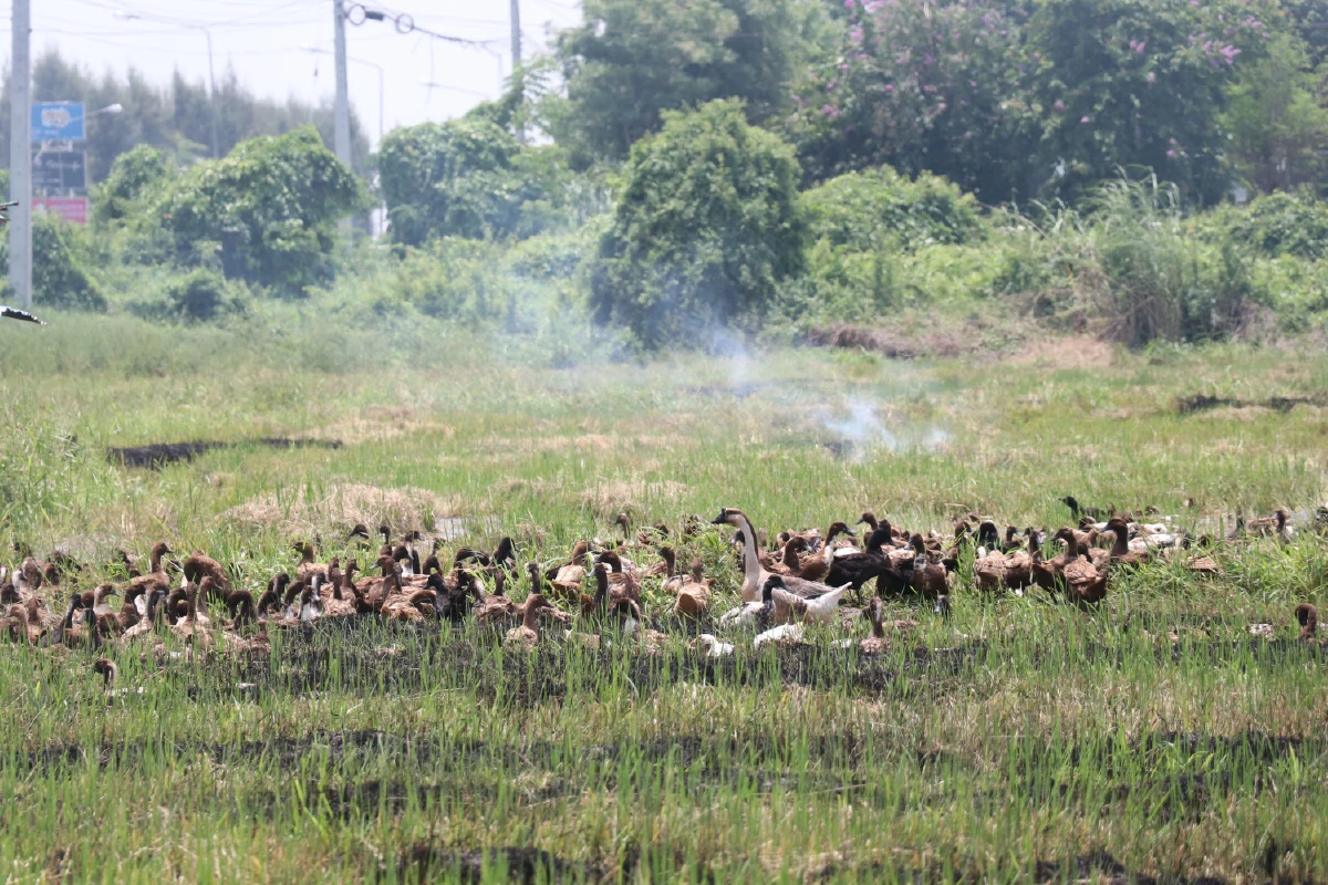 ภัยแล้งพ่นพิษ!เกษตรกรเลี้ยงเป็ดไล่ทุ่งเริ่มได้รับผลกระทบ