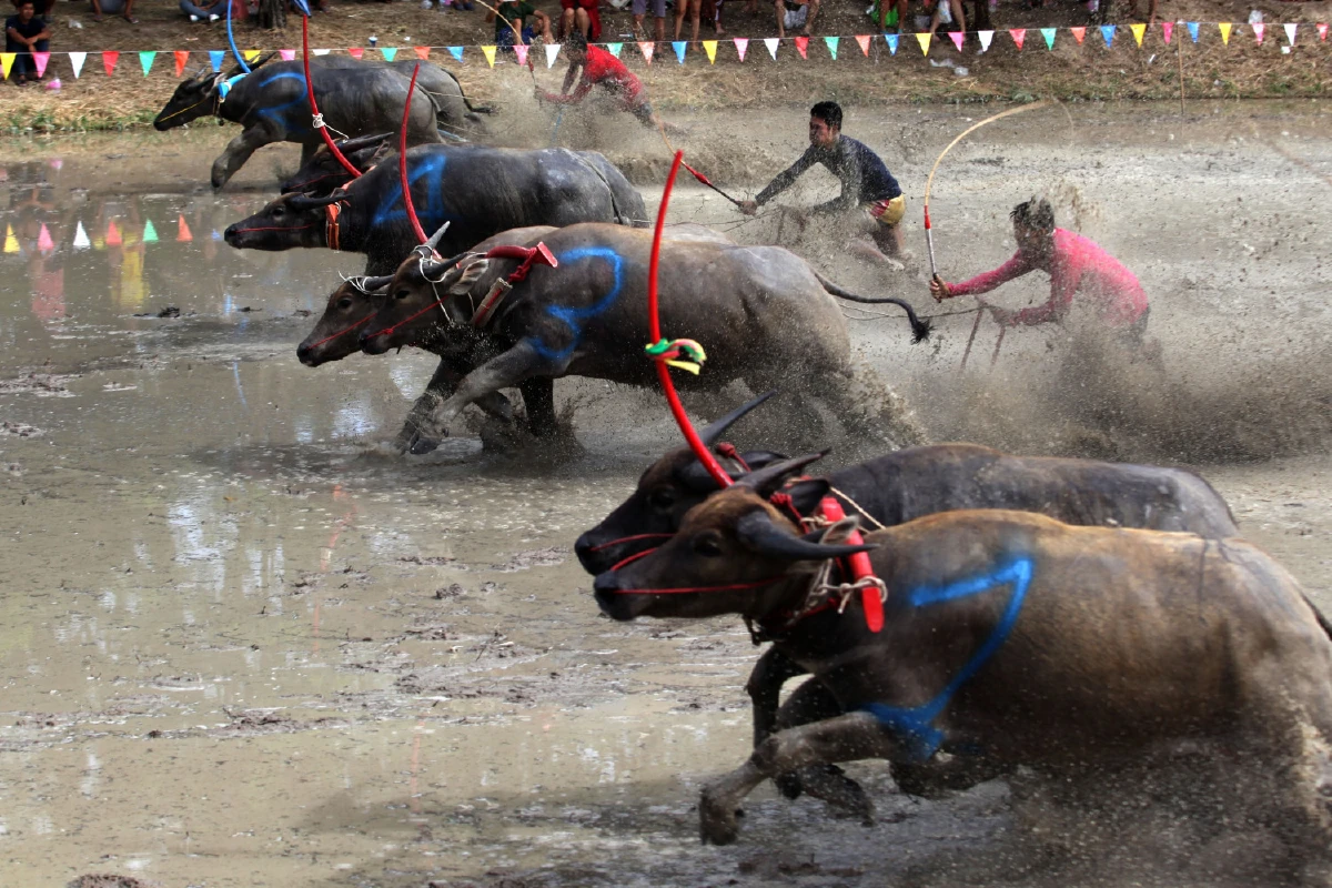 โหดมันฮา!นักท่องเที่ยวแห่ดูการแข่งขันควายคราดนา