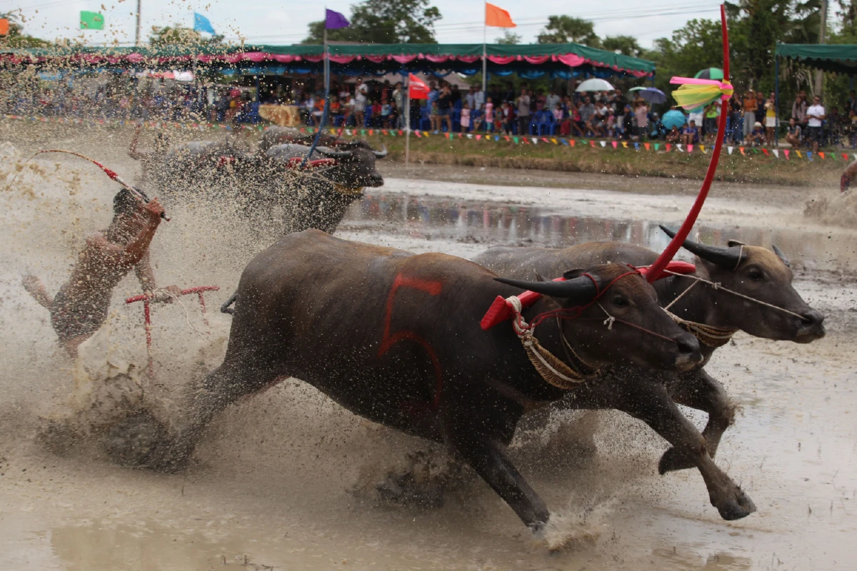โหดมันฮา!นักท่องเที่ยวแห่ดูการแข่งขันควายคราดนา