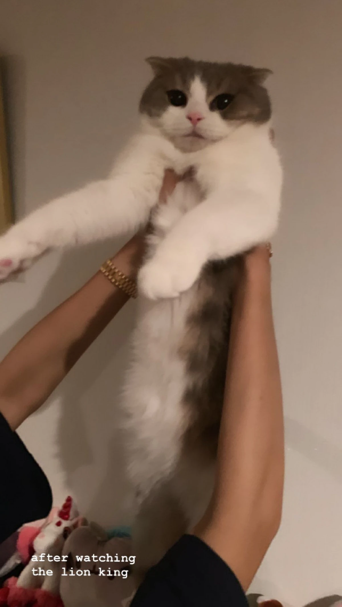 อินแหละดูออก! ลิซ่า BLACKPINK จับแมว ลีโอ-ลูก้า ชูขึ้นเลียนแบบ The Lion King