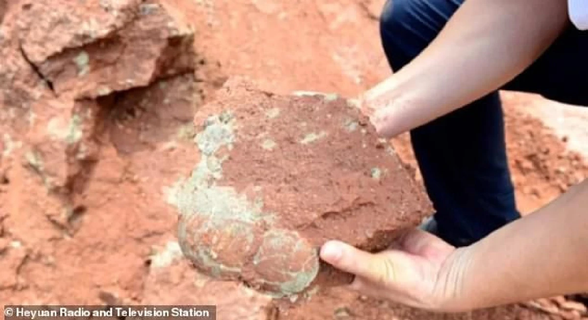 หนูน้อยจีนพบฟอสซิลไข่ไดโนเสาร์โดยบังเอิญขณะวิ่งเล่น