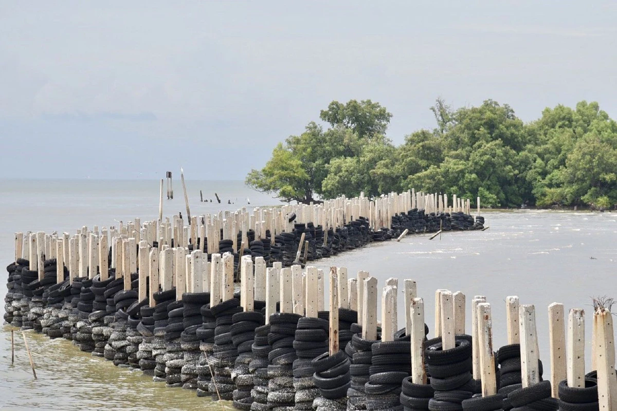 กฟน. รวมพลังปลูกป่าชายเลนเฉลิมพระเกียรติฯ สร้างแนวป้องกันคลื่น ฟื้นฟูสภาพแวดล้อมอย่างยั่งยืน