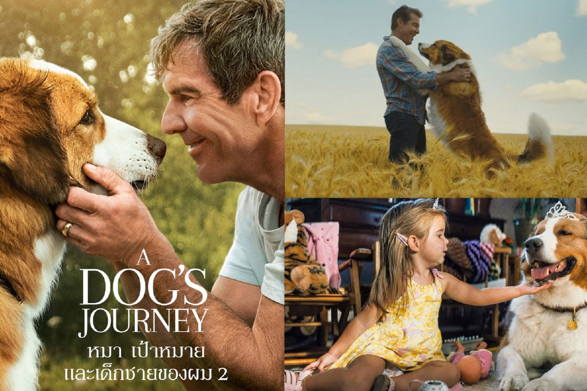 รีวิว A dog’s journey : สนุกซึ้งทั้งน้ำตา ทาสน้องหมาห้ามพลาด รีวิว A dog’s journey : สนุกซึ้งทั้งน้ำตา ทาสน้องหมาห้ามพลาด