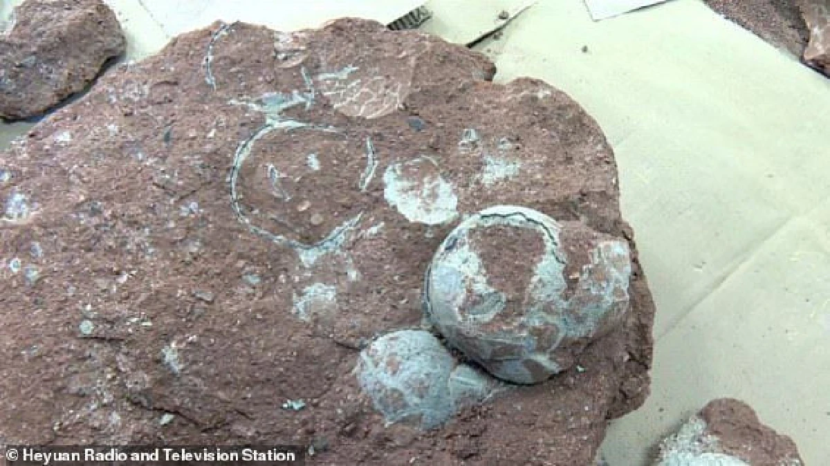 หนูน้อยจีนพบฟอสซิลไข่ไดโนเสาร์โดยบังเอิญขณะวิ่งเล่น