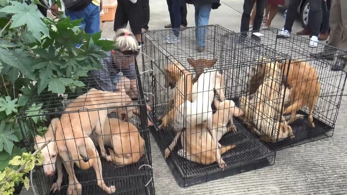 สุดอนาถ!เร่งช่วยหมาแมวถูกขังลืมในสภาพหิวโซเหลือหนังหุ้มกระดูก