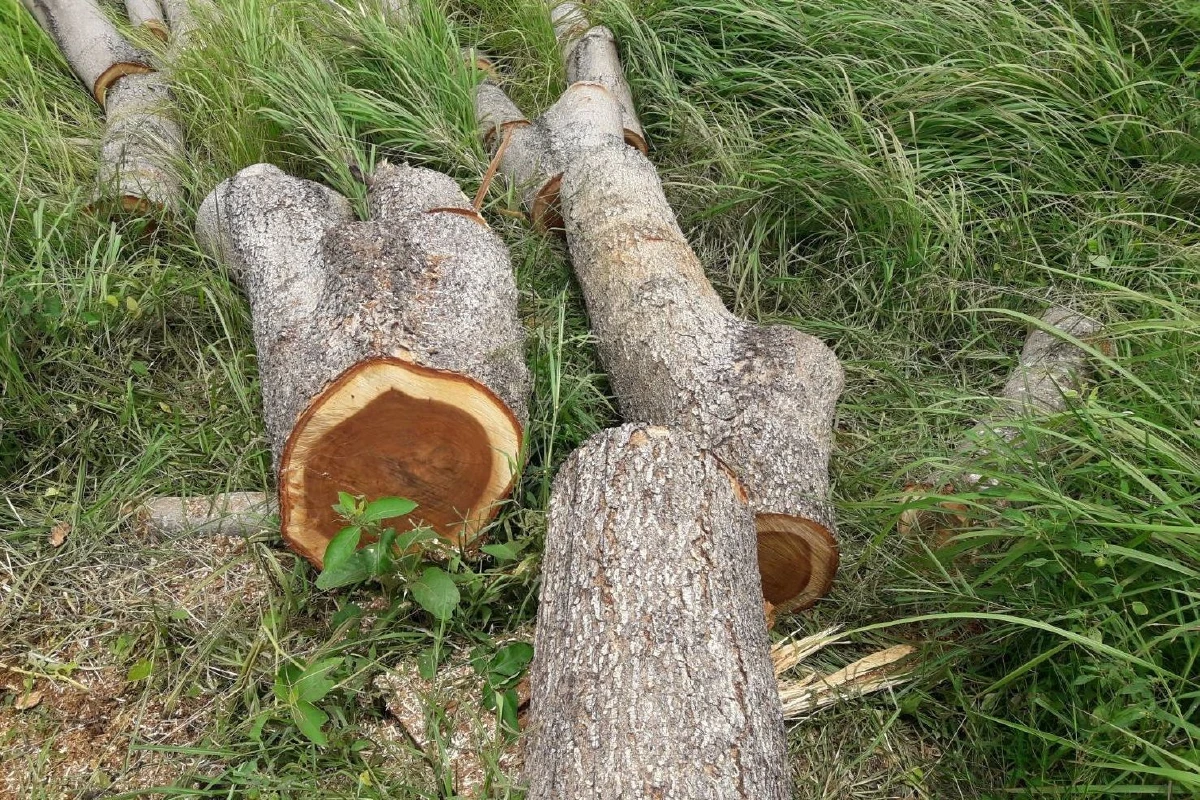 อดีตหัวหน้าชุดฉก.พิทักษ์ป่าแฉถูกย้ายเพราะขวางแก๊งตัดไม้พะยูง