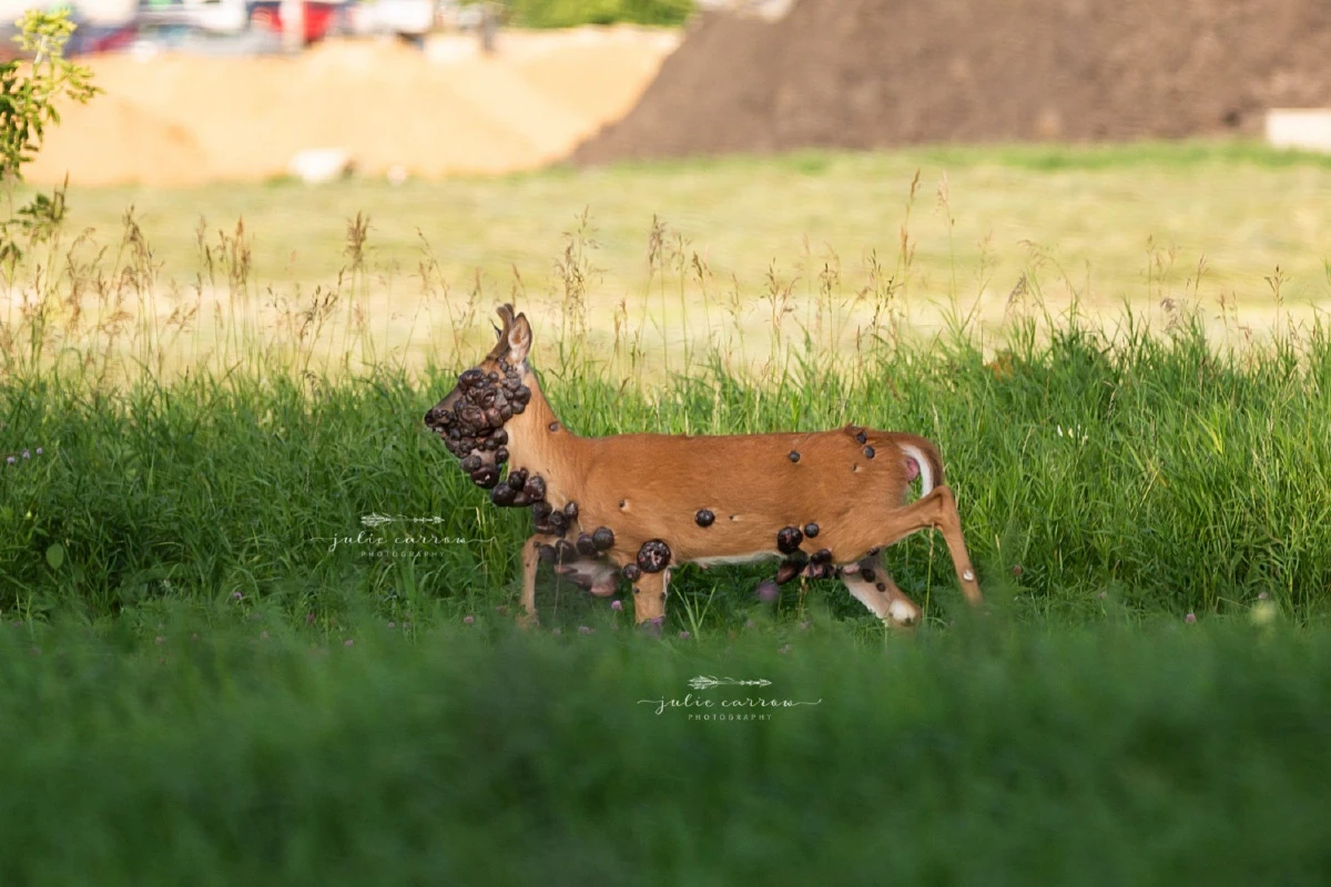 สงสารน้อง! พบกวางป่ามีก้อนเนื้องอกเต็มหน้าเต็มตัว