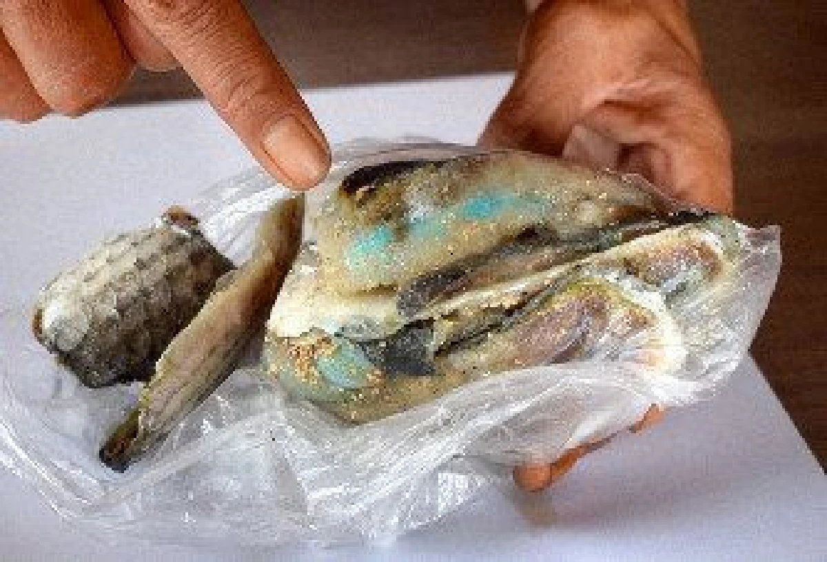 เหมียวบนเกาะแมวญี่ปุ่น ประชากรลดลงอย่างปริศนา