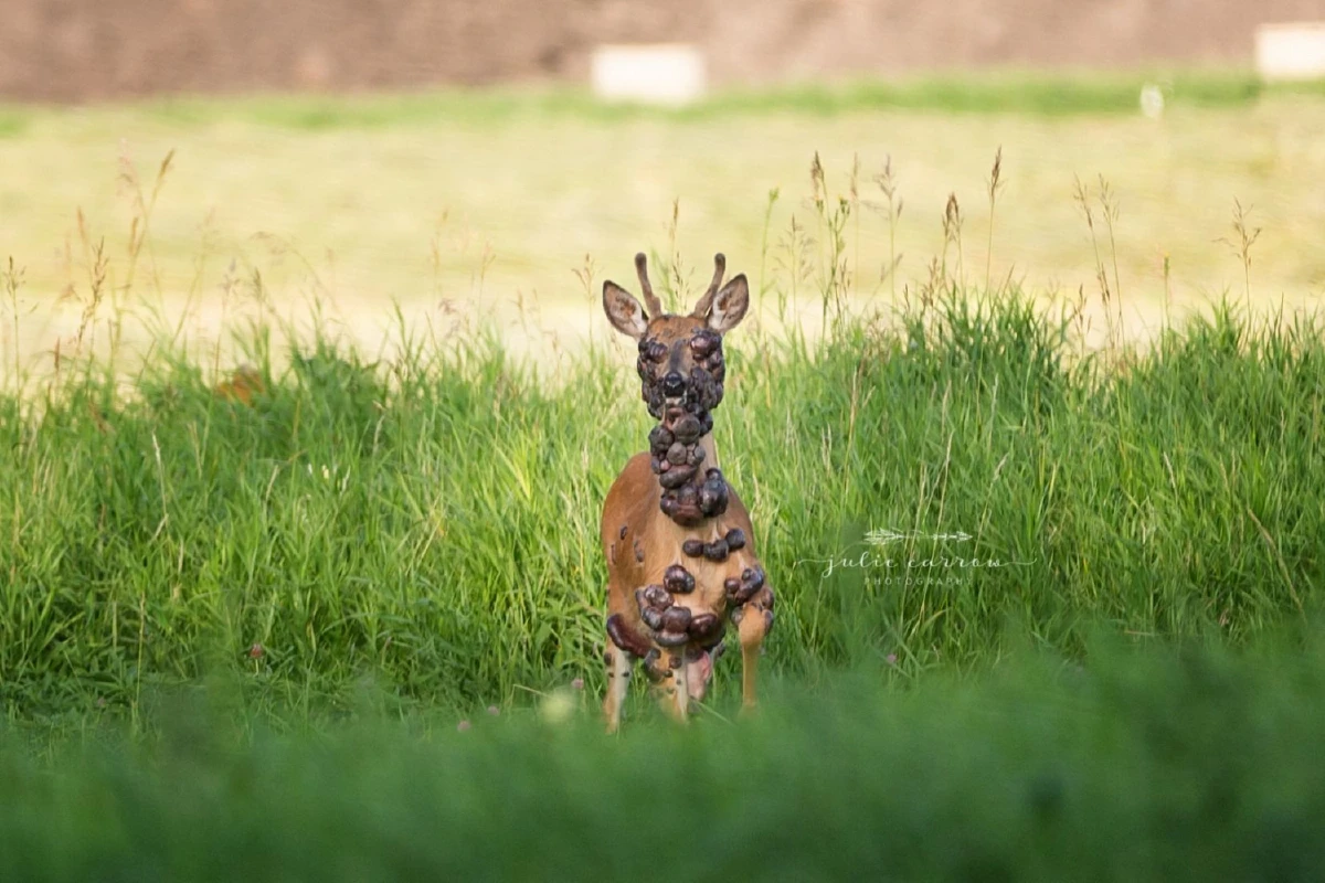 สงสารน้อง! พบกวางป่ามีก้อนเนื้องอกเต็มหน้าเต็มตัว