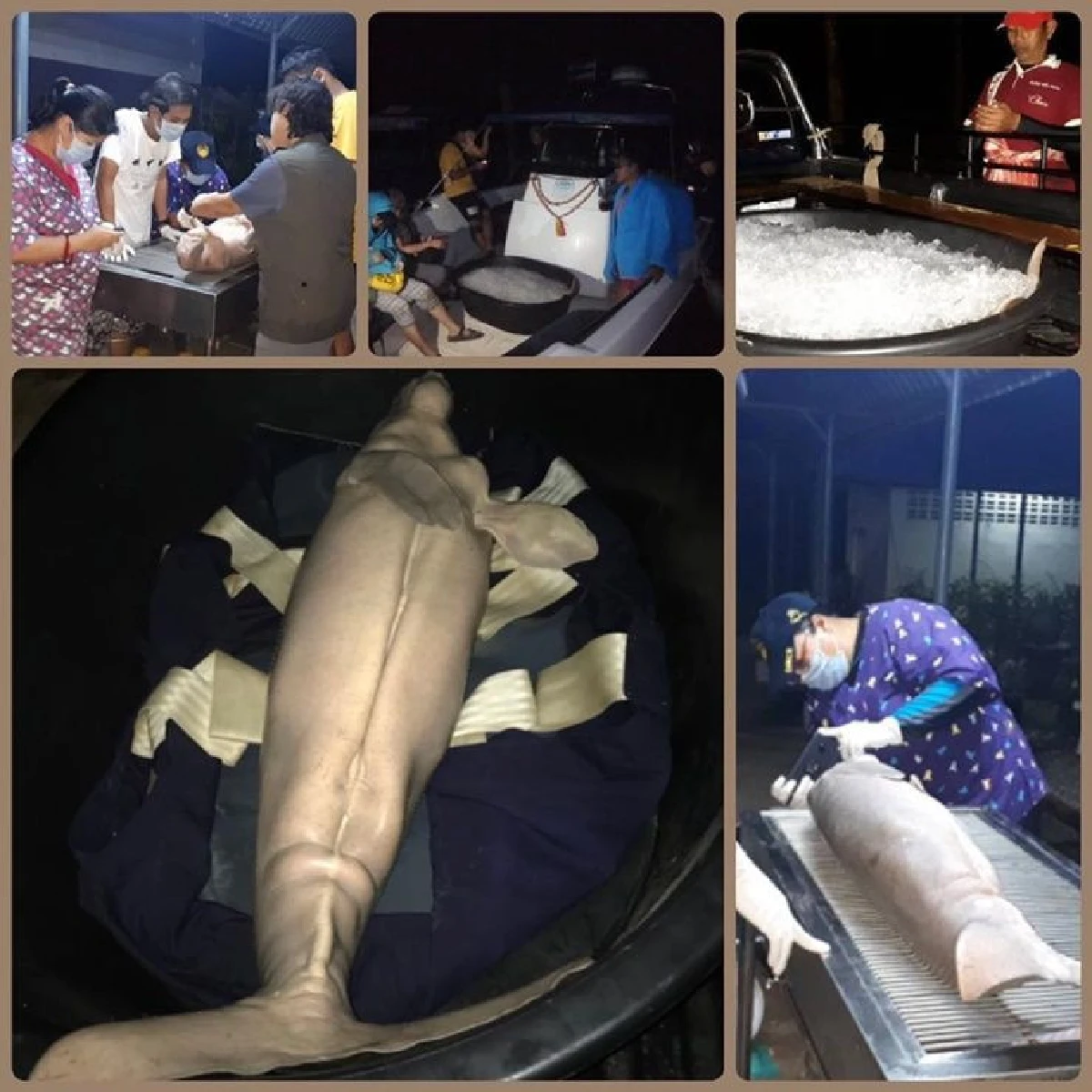 เผยคลิป นาที ช่วยเหลือ "พะยูนน้อยน้องมาเรียม" ก่อนจากไป