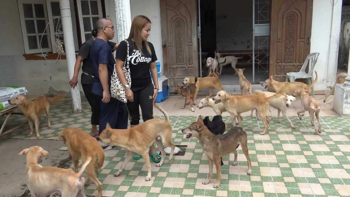 ฟ้าหลังฝน!เผยชีวิตสุนัข30ตัวหลังถูกขังลืมในบ้านที่สงขลา