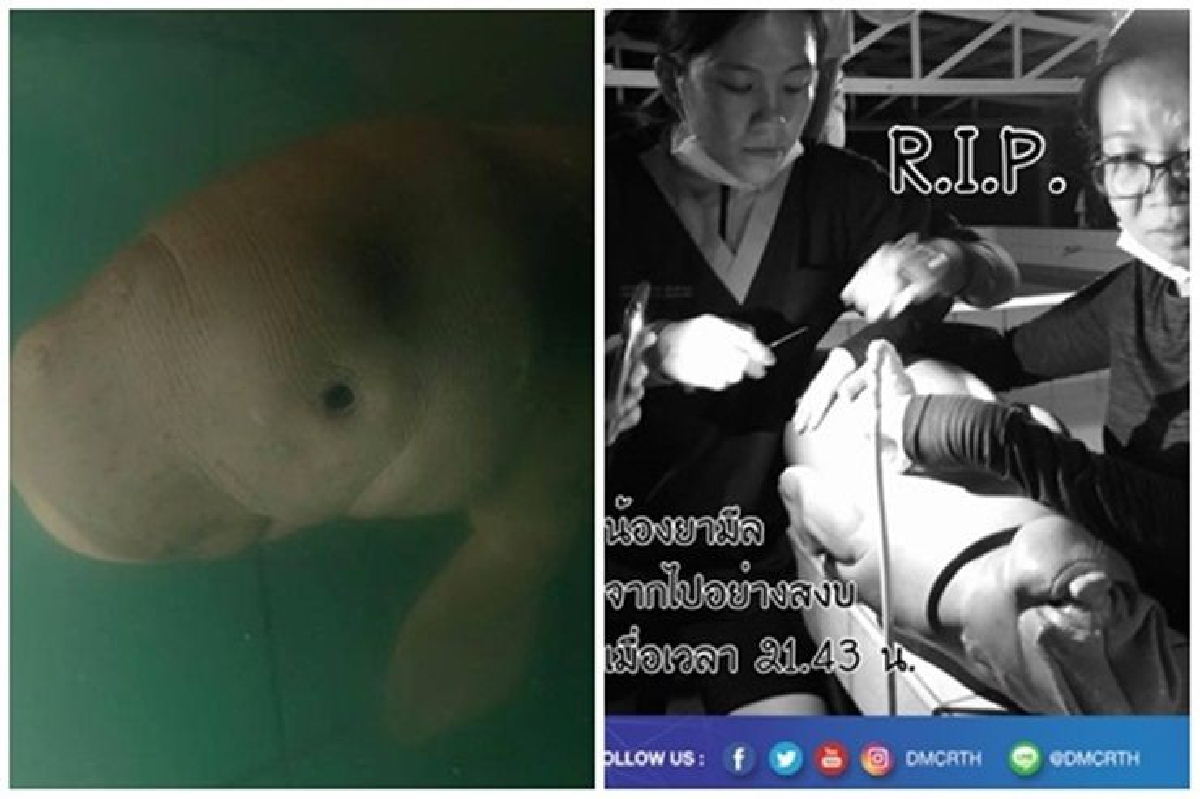 "ธรณ์" เผย 6 วัน พะยูนตาย 4 ตัว วอนผลักดัน "มาเรียมโปรเจ็ค" "ธรณ์" เผย 6 วัน พะยูนตาย 4 ตัว วอนผลักดัน "มาเรียมโปรเจ็ค"