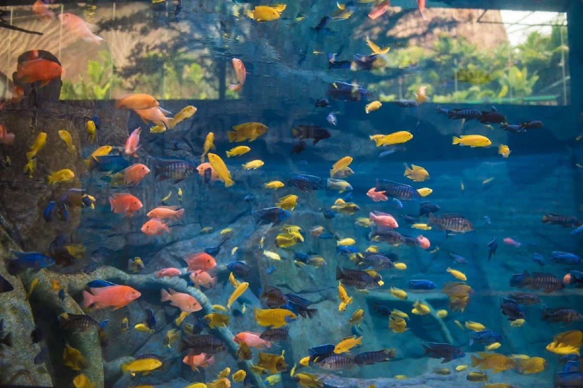 ภูเก็ตเปิดอควาเรียใหญ่ที่สุดในไทย-ร้านอาหารใต้น้ำใหญ่ที่สุดในโลก