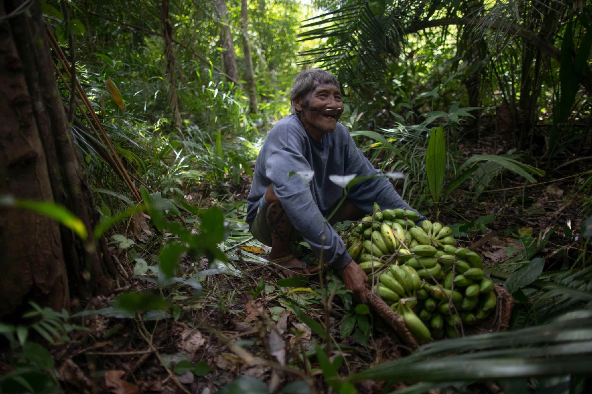 ชะตากรรมชนพื้นเมืองบราซิลหลังไฟป่าอเมซอน