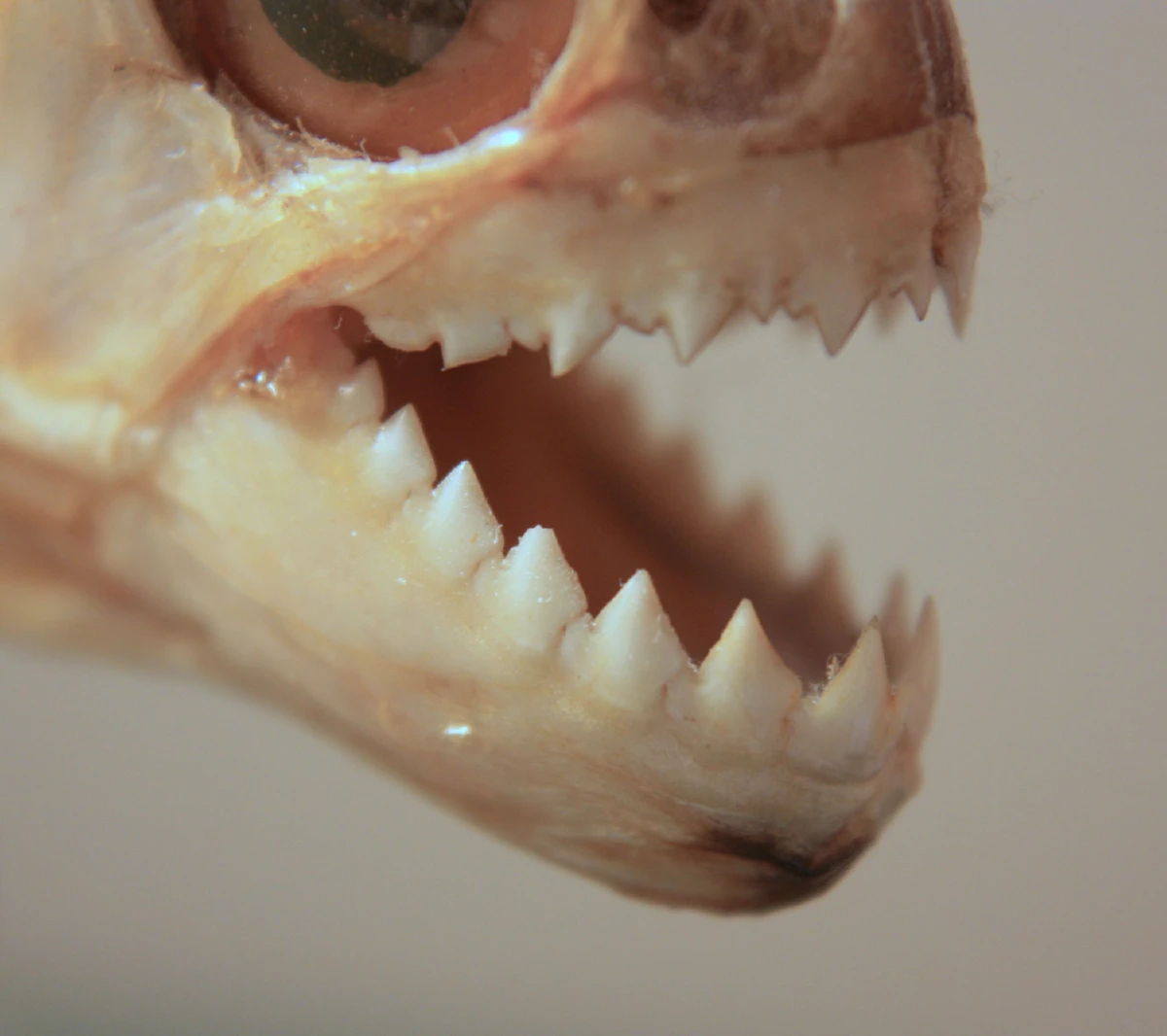 เมื่อนักล่ากลายเป็นราเม็ง ญี่ปุ่นผุดจานเด็ดบะหมี่ปลาปิรันยา